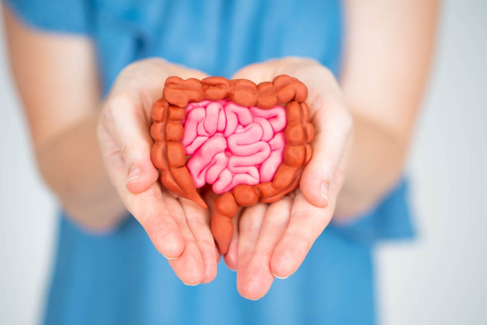 hands holding model of small and large intestines