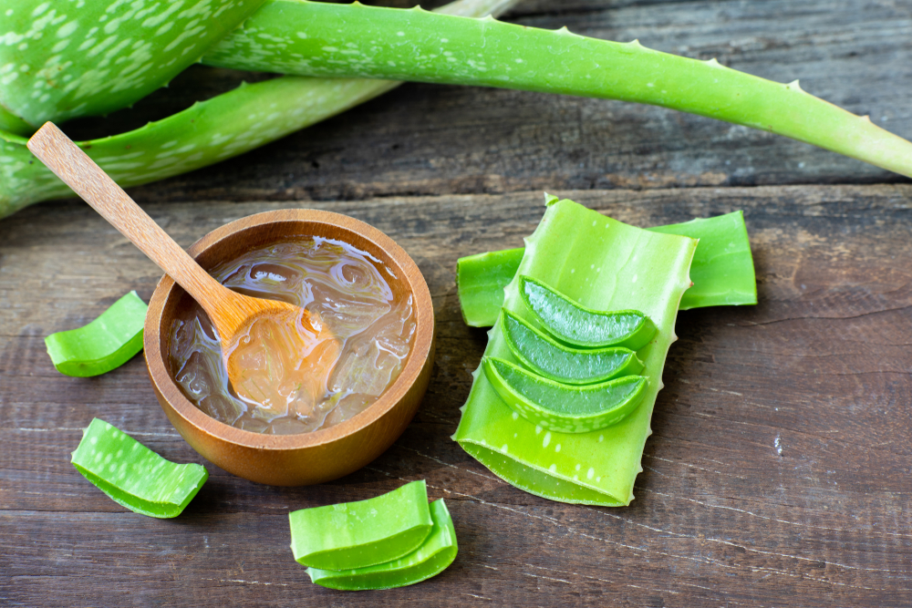 aloe vera plant and gel